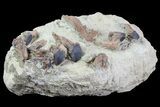 Ten Rooted Triceratops Teeth in Sandstone - (Special Price) #81274-2